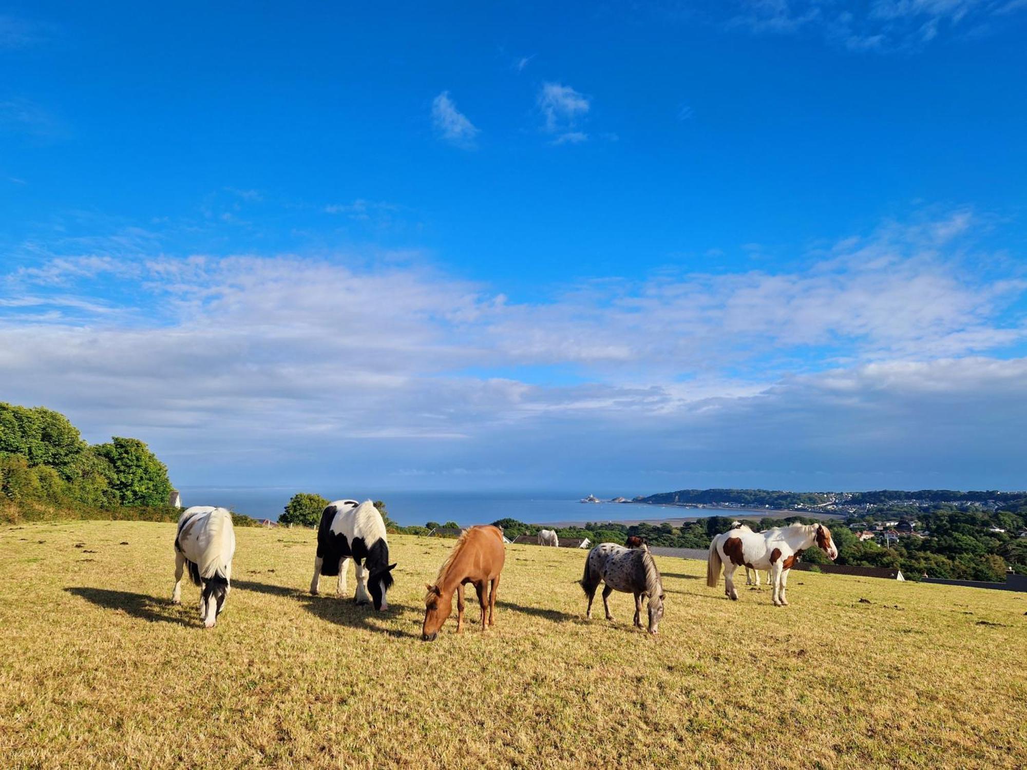Clyne Farm Centre * Mumbles